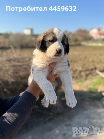 Кученца Алабай, снимка 8 - Алабай - 53922557