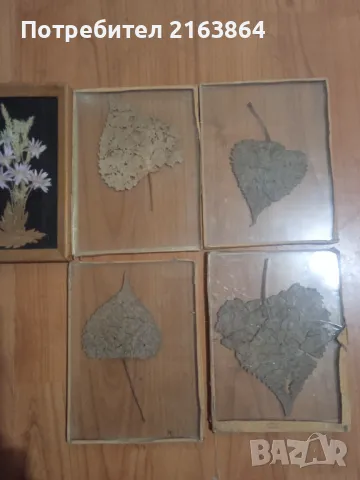 хербарий в стъкло, снимка 3 - Декорация за дома - 48425527