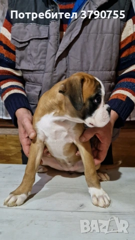 Боксер , снимка 2 - Боксер - 53012002