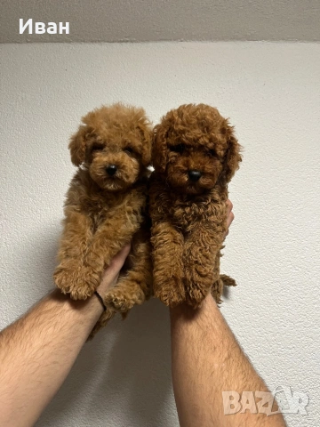 Той пудел, снимка 2 - Пудели - 53225325