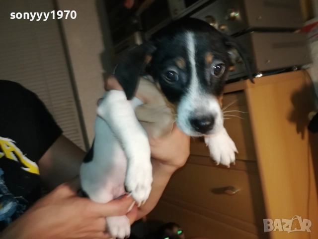 КУЧЕНЦЕ ДЖАК РЪСЕЛ 250ЛВ С ВАКСИНА И ПАСПОРТ 2310251706, снимка 18 - Джак ръсел териер - 52157021