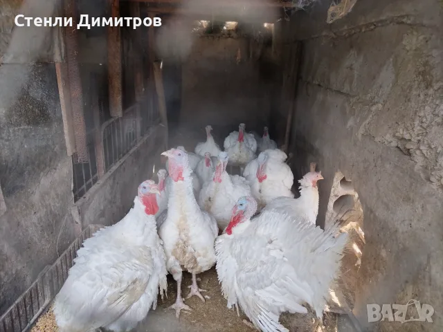Продавам пуйки за клане