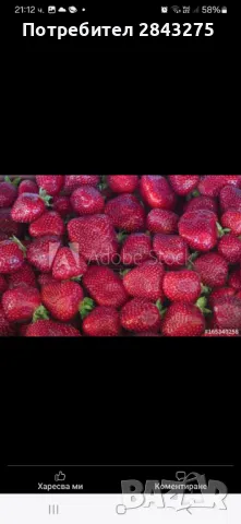 Продавам разсад ягоди , снимка 6 - Сортови семена и луковици - 49694039