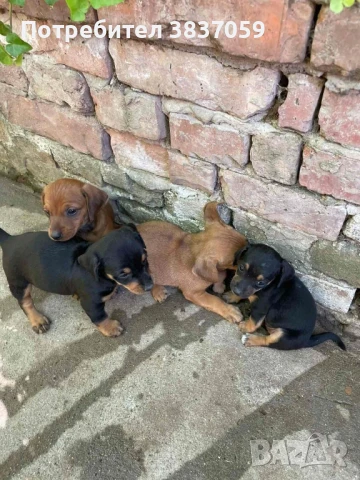 Продавам кученца порода дакел, снимка 1