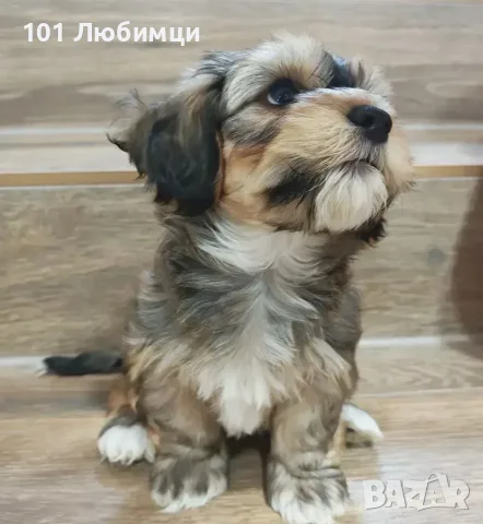 Хаванска болонка, снимка 4 - Болонка - 56324590
