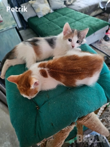 ще го дадем в добри ръце, снимка 16 - Други - 51323889