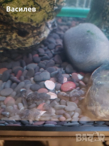 Сомчета Анциструс - Обикновен сом, снимка 3 - Рибки - 52392498