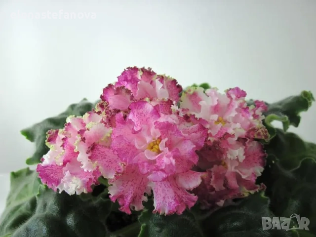 Комплект от три сортови сентполии, снимка 2 - Стайни растения - 54251384