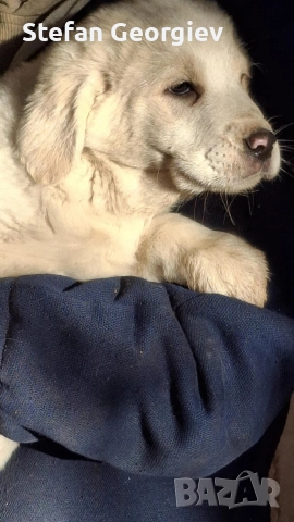 Подаряват се кученца на два месеца, снимка 7 - Каракачанска овчарка - 52944260