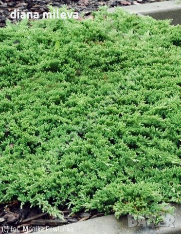 Juniperus Prince of Wales, Хвойна Принца на Уелс, снимка 1 - Градински цветя и растения - 39479127