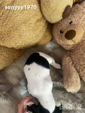 БЕБЕ ДЖАК РЪСЕЛ С 2 ВАКСИНИ И ПАСПОРТ 0611251740, снимка 12 - Джак ръсел териер - 52322644