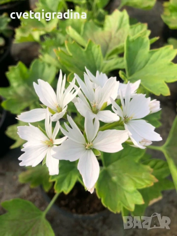 Pelargonium ‘Stellar White’ (Моловка Stellar White – бяла)