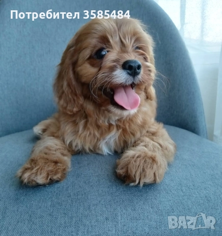 Cavapoo/Mini poodle , снимка 2 - Пудели - 52822958