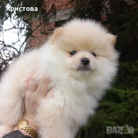 Момченце на 2 месеца, снимка 2 - Померан - 52983556