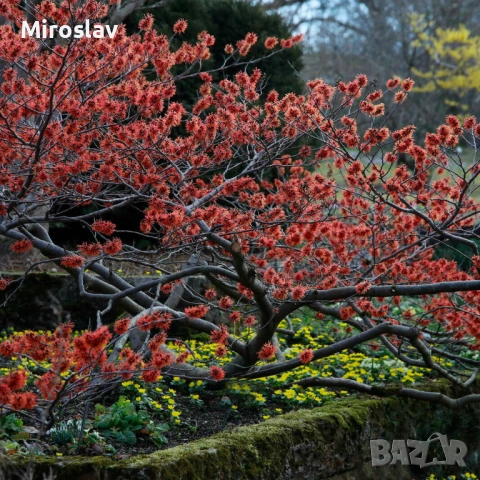 Вещерско дърво-(Магически лешник ), снимка 10 - Градински цветя и растения - 54305629