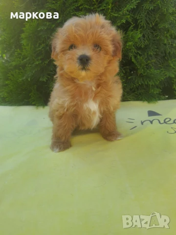 малтипу, снимка 2 - Други - 48851094