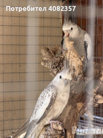 Папагал “Корели “🦜