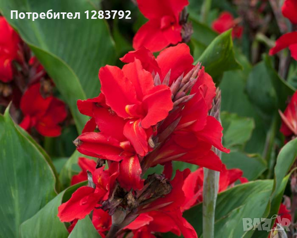 грудки на червена индийска кана, снимка 1 - Градински цветя и растения - 36396501
