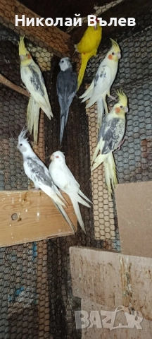 13 Корели, снимка 1