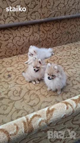 2 момчета и едно момиче мини 3 ваксини + бяс, снимка 5 - Померан - 55972094