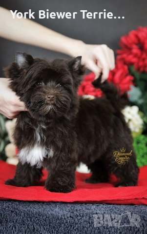Йоркширски Териер! Шоколадов сладур за семейство с деца 