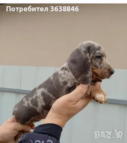 Мини дакел, снимка 3 - Дакели - 48373944