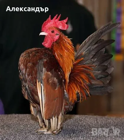 Продавам Кокошка серама тазгодишни пилета