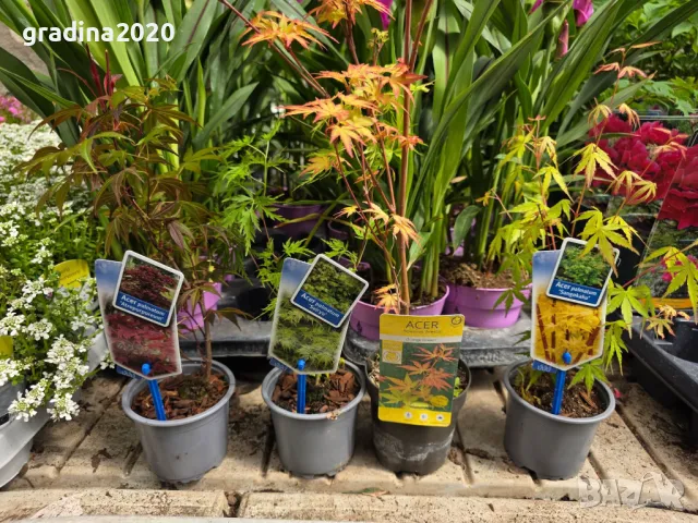 Ацер - Японски Клен Комплект от 4 вида, снимка 4 - Разсади - 50406472