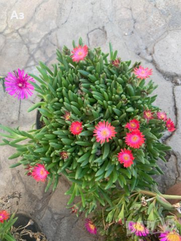 Продавам цветя Делосперма - розова, червена, жълта и бяла, снимка 17 - Разсади - 36552409