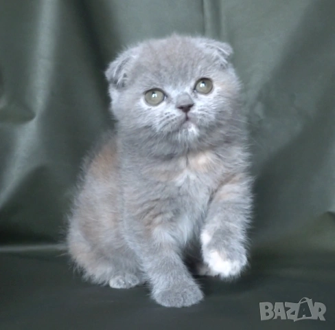 Клепоухо женско котенце, снимка 6 - Британска късокосместа - 53322558