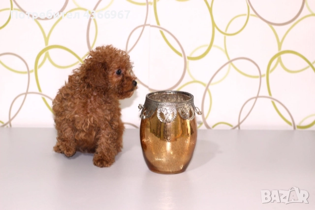 Мини пудеи и Той Пудели , снимка 3 - Пудели - 52771721