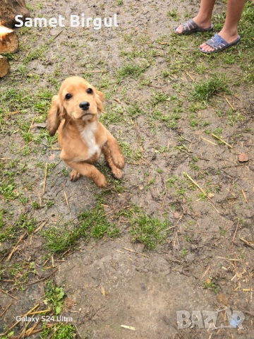 Prodavam 200 lv., снимка 4 - Кокер шпаньол - 52515067