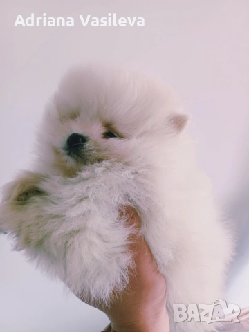 Померан , снимка 3 - Померан - 53222038