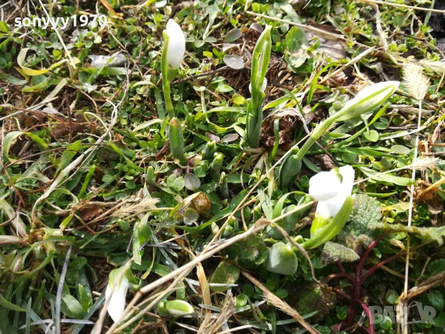 КОКИЧЕТА В САКСИЯ С ЛУКОВИЦИ И ПОЧВА 2025Г 2401251516, снимка 9 - Градински цветя и растения - 48812271