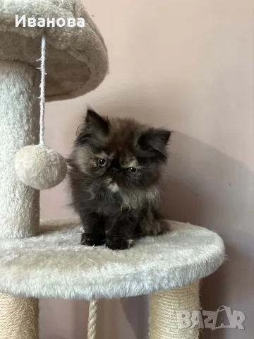 Персийски котенца , снимка 10 - Персийска - 56340555