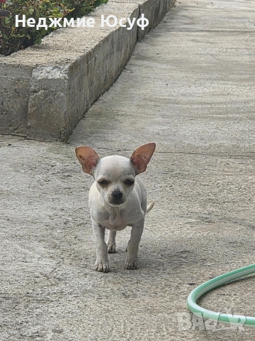 Продавам мъжко чихухуа, снимка 5 - Чихуахуа - 54360118