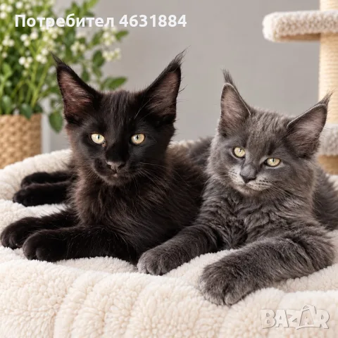 Коте от породата Мейн Кун, снимка 2 - Мейн кун - 56274782