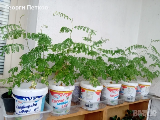 Цезалпиния, Жълта Райска Птица, снимка 4 - Градински цветя и растения - 50935681