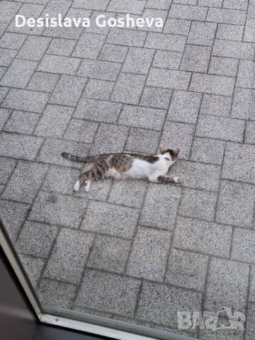 Търсим дом,  на мама Котана и бебе Топчо , снимка 10 - Други - 52941806