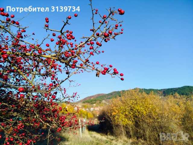 Продавам УПИ в Центъра на село Дивотино , снимка 12 - Парцели - 52989731