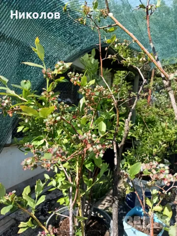 Американска боровинка 