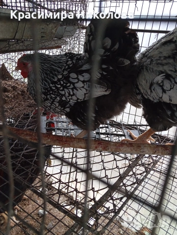 Двойка сребърен виандот, снимка 4 - Кокошки и пуйки - 53918526