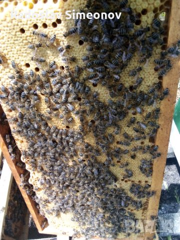пчелни семейства и отводки, снимка 3 - Други животни - 24970936