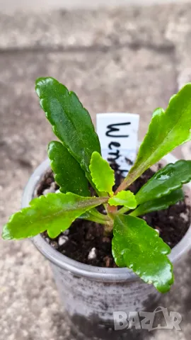 Каланхое ''Wendy''., снимка 2 - Градински цветя и растения - 50314972