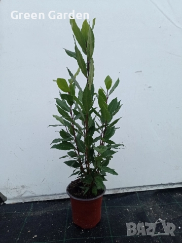 Дафинов лист