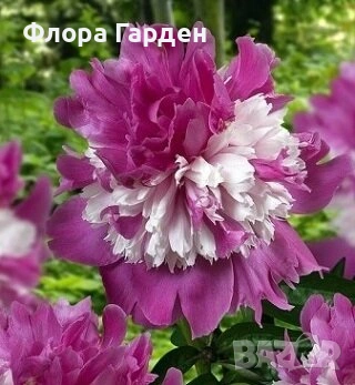 МНОГОГОДИШНИ ЦВЕТЯ - Коренища/ПРЕДВАРИТЕЛНИ поръчки, снимка 9 - Градински цветя и растения - 53138637