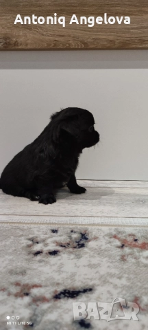 две момиченца , снимка 3 - Чихуахуа - 52869346