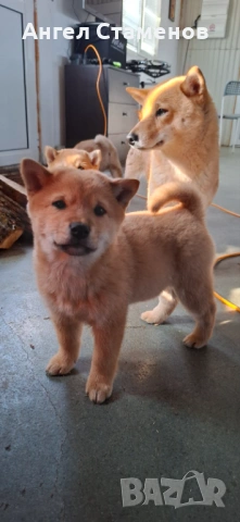 Кученца Шиба Ину , снимка 2 - Шиба ину - 53168811