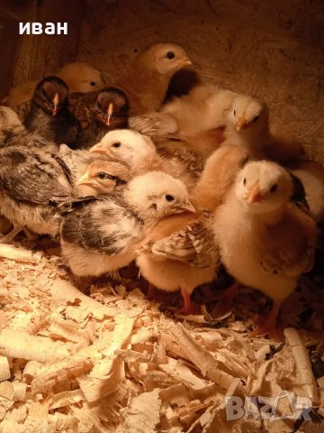 Петлета Брезе на различна възраст-различни цветове  и пилета снасящи синьо -зелени яйца