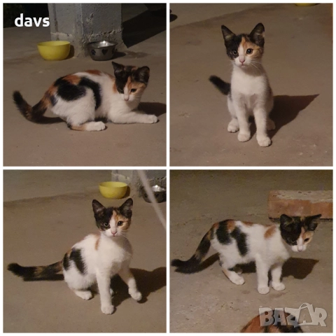 Малки котета – различни шарки, снимка 3 - Други - 51941131